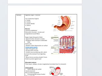 Digestive system: The Digestive Tract