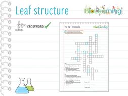 Leaf structure Crossword (KS3/4) Teaching Resources