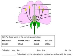 Ks3 Fertilisation In Plants Worksheet 