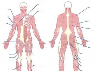 Musculoskeletal System Flash Cards (AQA - A-Level PE)