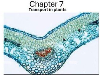 A Level Biology: Transport in plants (Chapter 7)