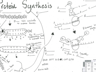 Protein Synthesis Revision Poster