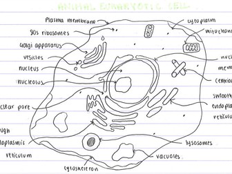 IB Biology A2.2 Cell Structure