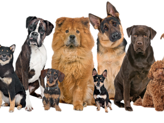 Reading Comprehension: Dogs (year 6)