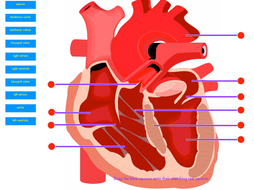 Anatomy Interactive