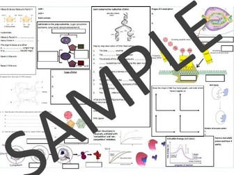 Nucleotides, Nucleic Acids and Enzymes Revision / Knowledge Mat