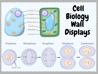 Cell Biology and Division Science Display Board *Bundle*