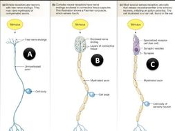 importance of receptors biology essay