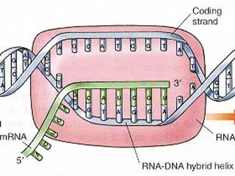 D1.2 Transcription REVISION SUMMARY
