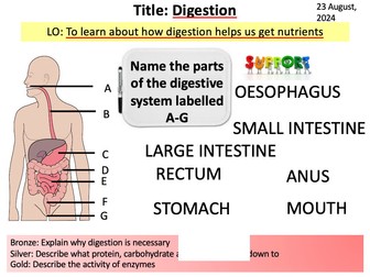 Year 8 Science Biology - Digestion