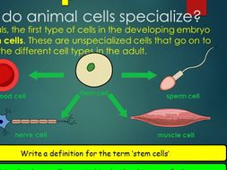 Specialised Cells & Stem Cells