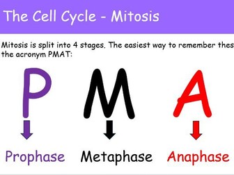 WJEC A level Biology AS Unit 1 Topic 1.6: Cell Division powerpoints for whole topic