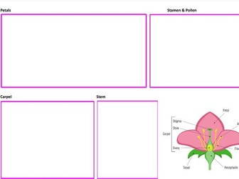 Flowering Plant Dissection