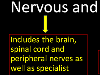 CIE iGCSE - Coordination & Response Revision Lesson