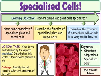 Specialised Cells KS3 Activate Science