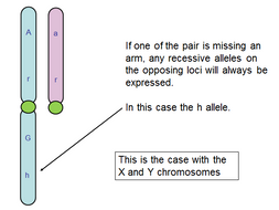 Sex linked inheritance | Teaching Resources