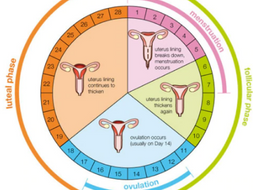 The Menstrual Cycle | Teaching Resources