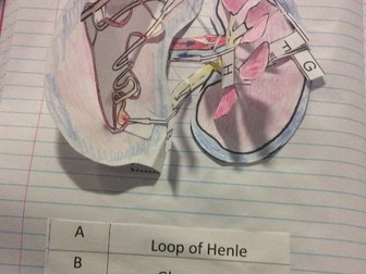 Foldable kidney dissection. Create and label a model kidney inside student exercise books.
