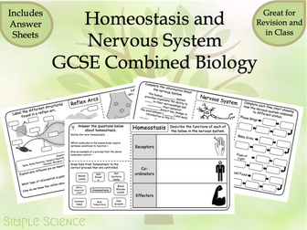 Homeostasis and The Nervous System - GCSE Biology Worksheets