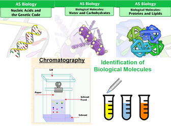 A-Level Biology Biological Molecules Slides