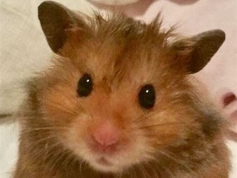 Narrative:rules, past exam questions,  twists, work sheet, lang features