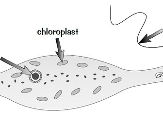 KS3 : Organisms : Cells : Lesson 5 : Unicellular Organisms