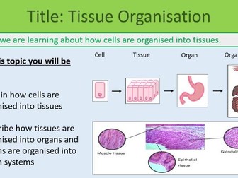 Cell Organisation Lesson GCSE Biology