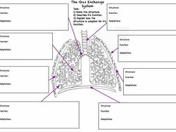 Gas exchange system worksheet | Teaching Resources