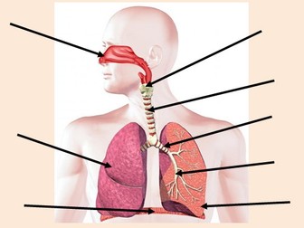 Muscles & Bones Lesson 1 - Fitness & Lung Anatomy (Exploring Science 7C)