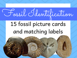 Fossil Identification Activity by Gdwaters1 | Teaching Resources