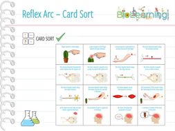 Reflex Arc - Card Sort (KS3/KS4) | Teaching Resources
