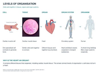 KS3 Science: Cells & Microscopy Complete Teaching Pack | PowerPoint, Workbook & Assessment