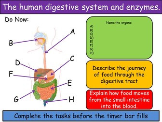 The digestive system and enzymes.