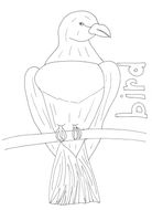 KS1 Birds Bundle