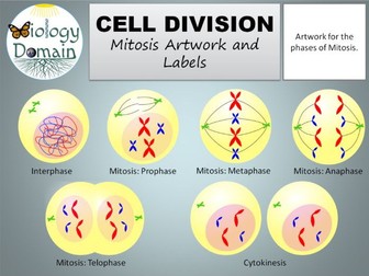 Cell Division Mitosis Artwork And Labels Free Teaching Resources