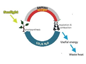 Carbon cycle questions for science students