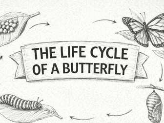 Life Cycle of a Butterfly | Metamorphosis