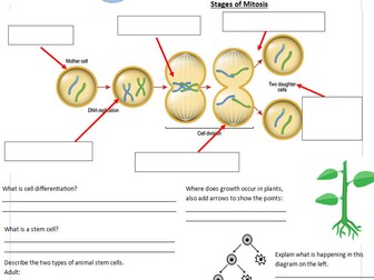 B2 Cell Division Worksheet/Powerpoint
