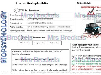 Biopsychology (AQA A-level Psychology 2025-) - Recap starter/do now worksheets with answers