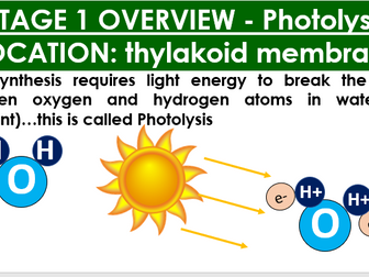 AQA A-level Biology: Photosynthesis - Light Dependent Reaction