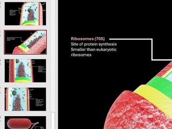 Ultrastructure of Prokaryotic Cells A-Level Biology