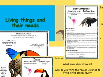 Rainforest Topic KS2