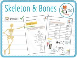 Skeleton and bones - Worksheet (KS2/3) | Teaching Resources