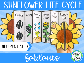 Sunflower life cycle foldable sequencing cut and paste activity differentiated