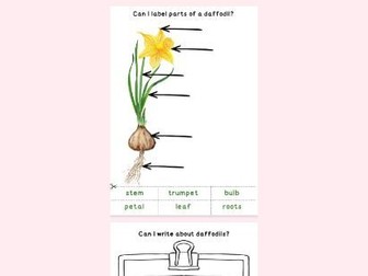 EYFS Daffodil Pack