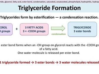 Biological Molecules - Lipids. AQA A Level Biolgy