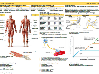 Anatomy & Physiology: Five Graphic  Organisers
