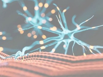 Edexcel A-Level PE: 1.3.1–1.3.8 Neuromuscular System Pack