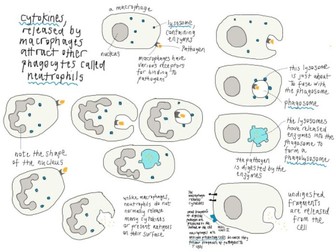 Phagocytosis: YouTube video with annotation task and pdf summary sheet