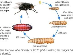 Forensic Entomology activity by lizhowell2000 | Teaching Resources